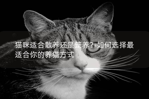 猫咪适合散养还是笼养？如何选择最适合你的养猫方式