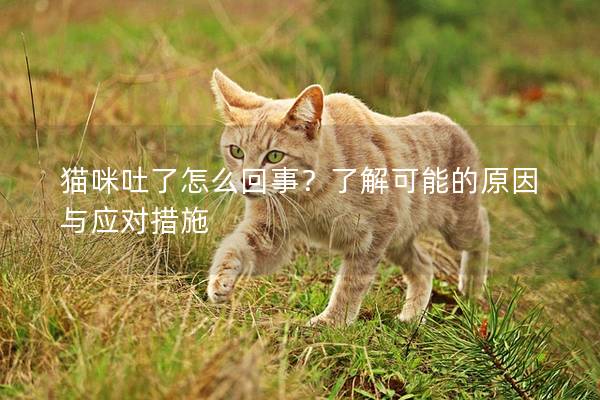 猫咪吐了怎么回事？了解可能的原因与应对措施