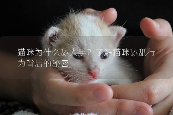 猫咪为什么舔人手？了解猫咪舔舐行为背后的秘密