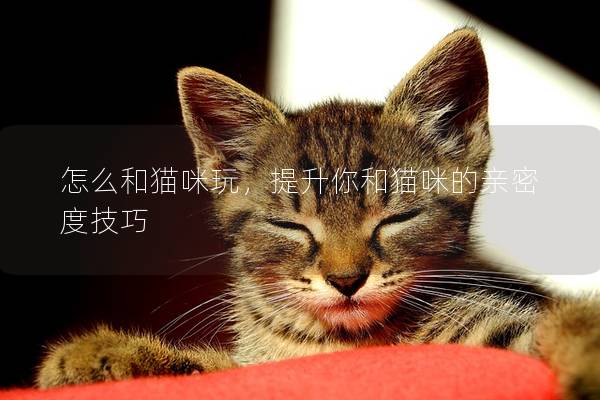 怎么和猫咪玩，提升你和猫咪的亲密度技巧