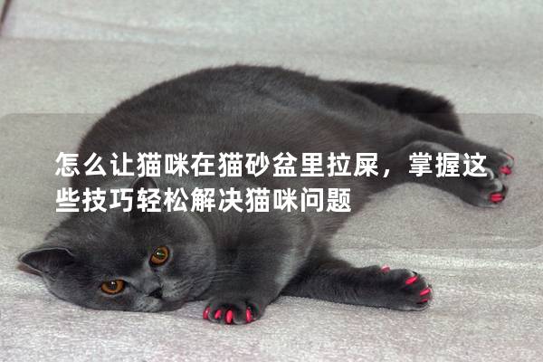 怎么让猫咪在猫砂盆里拉屎，掌握这些技巧轻松解决猫咪问题