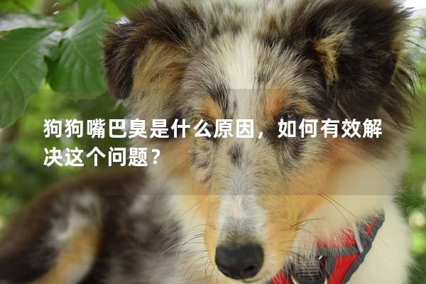 狗狗嘴巴臭是什么原因，如何有效解决这个问题？