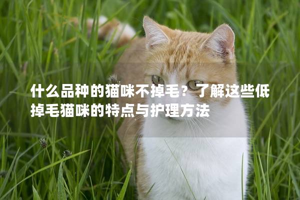 什么品种的猫咪不掉毛？了解这些低掉毛猫咪的特点与护理方法