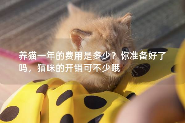 养猫一年的费用是多少？你准备好了吗，猫咪的开销可不少哦