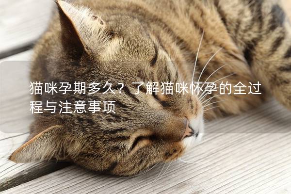 猫咪孕期多久？了解猫咪怀孕的全过程与注意事项