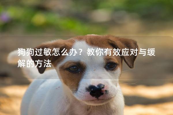 狗狗过敏怎么办？教你有效应对与缓解的方法