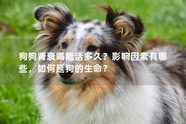 狗狗肾衰竭能活多久？影响因素有哪些，如何延狗的生命？