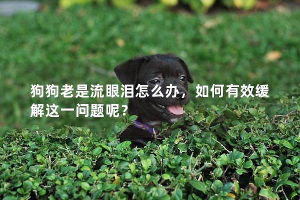 狗狗老是流眼泪怎么办，如何有效缓解这一问题呢？