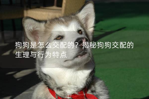 狗狗是怎么交配的？揭秘狗狗交配的生理与行为特点