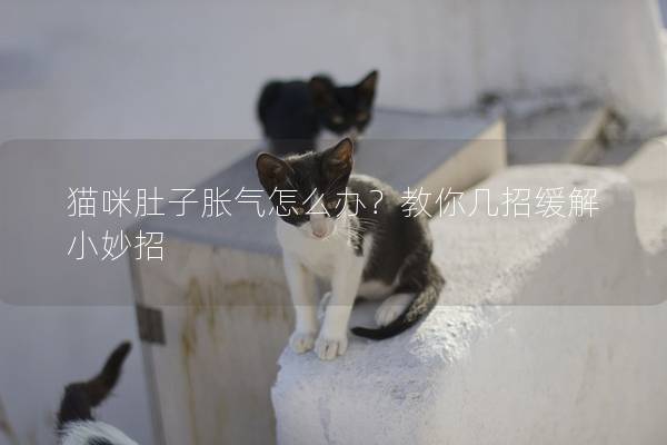 猫咪肚子胀气怎么办？教你几招缓解小妙招