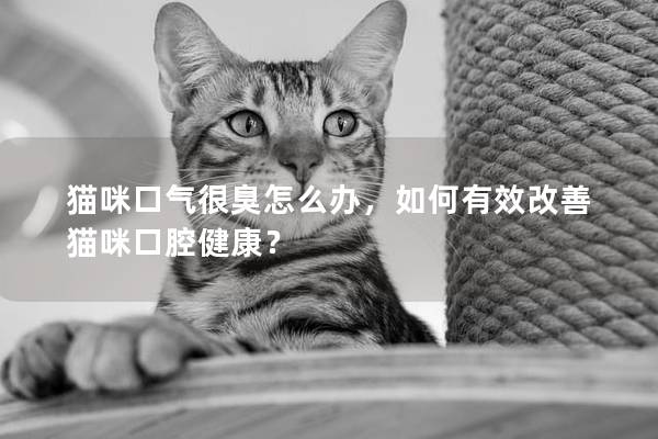 猫咪口气很臭怎么办，如何有效改善猫咪口腔健康？