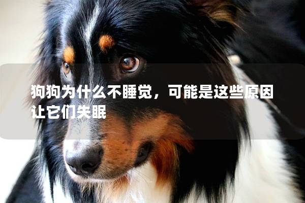 狗狗为什么不睡觉，可能是这些原因让它们失眠