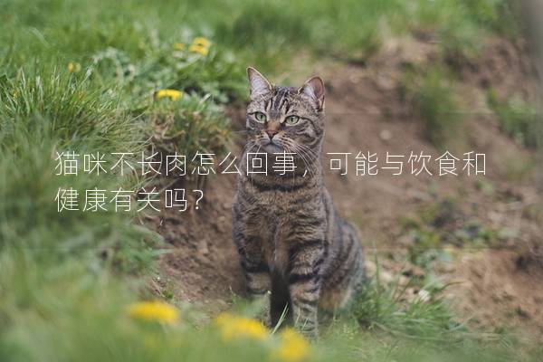 猫咪不长肉怎么回事，可能与饮食和健康有关吗？