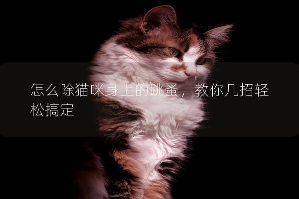 怎么除猫咪身上的跳蚤，教你几招轻松搞定