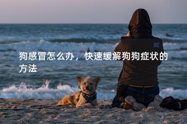 狗感冒怎么办，快速缓解狗狗症状的方法