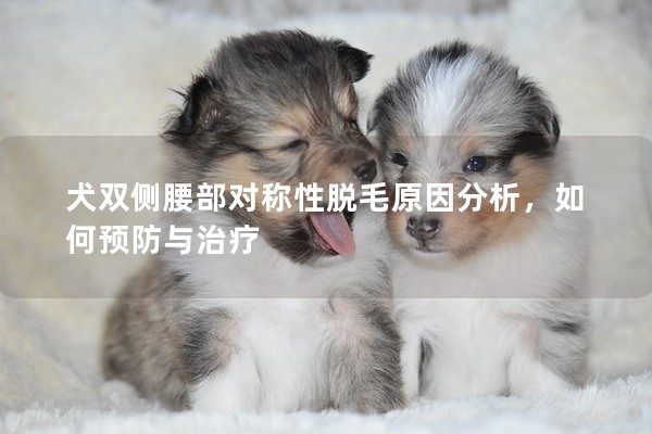 犬双侧腰部对称性脱毛原因分析，如何预防与治疗