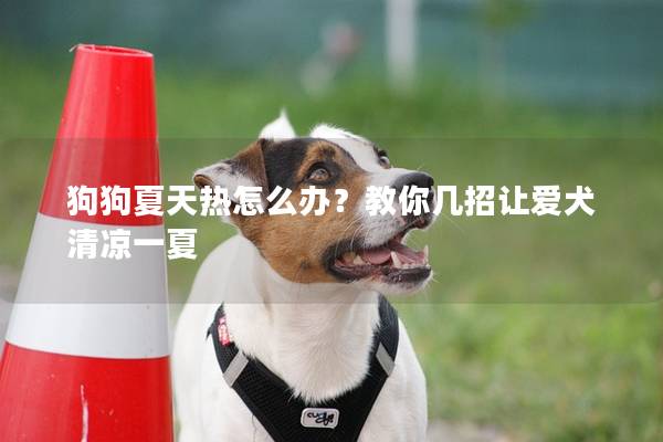 狗狗夏天热怎么办？教你几招让爱犬清凉一夏