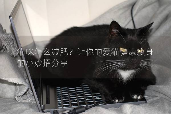 猫咪怎么减肥？让你的爱猫健康瘦身的小妙招分享