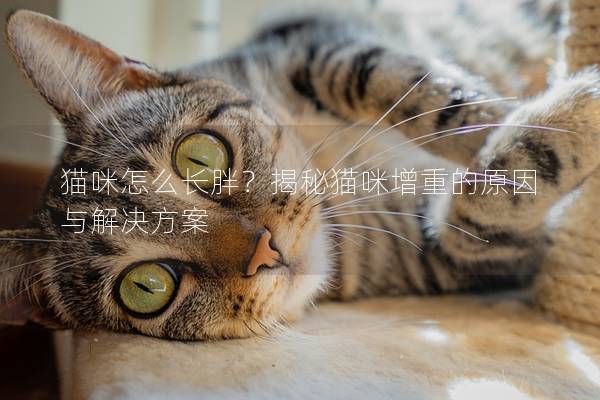 猫咪怎么长胖？揭秘猫咪增重的原因与解决方案