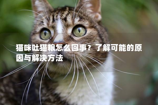 猫咪吐猫粮怎么回事？了解可能的原因与解决方法