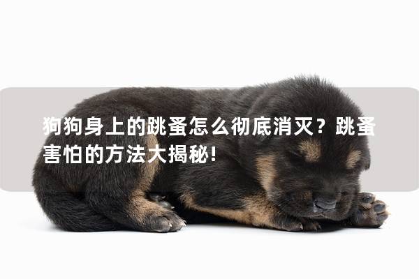 狗狗身上的跳蚤怎么彻底消灭？跳蚤害怕的方法大揭秘!