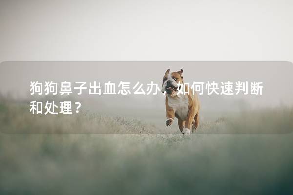 狗狗鼻子出血怎么办，如何快速判断和处理？