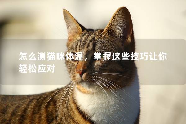 怎么测猫咪体温，掌握这些技巧让你轻松应对