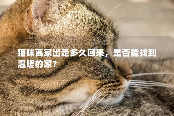 猫咪离家出走多久回来，是否能找到温暖的家？