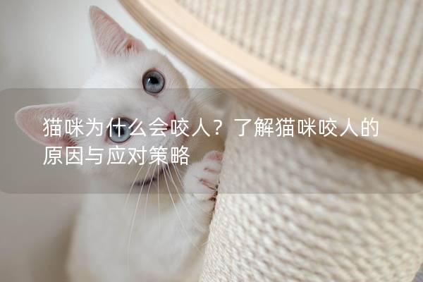 猫咪为什么会咬人？了解猫咪咬人的原因与应对策略