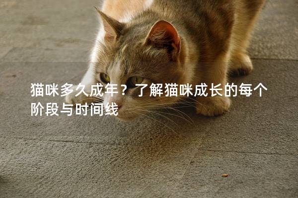 猫咪多久成年？了解猫咪成长的每个阶段与时间线