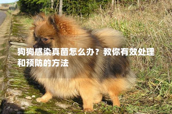 狗狗感染真菌怎么办？教你有效处理和预防的方法