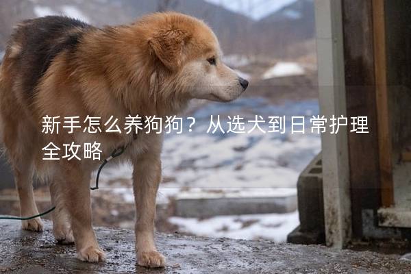 新手怎么养狗狗？从选犬到日常护理全攻略