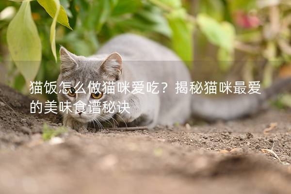 猫饭怎么做猫咪爱吃？揭秘猫咪最爱的美味食谱秘诀