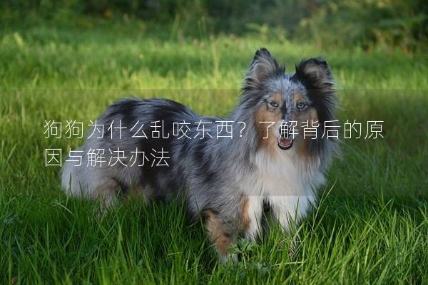 狗狗为什么乱咬东西？了解背后的原因与解决办法