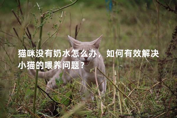 猫咪没有奶水怎么办，如何有效解决小猫的喂养问题？