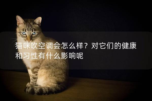 猫咪吹空调会怎么样？对它们的健康和习性有什么影响呢