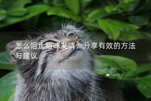 怎么阻止猫咪发情，分享有效的方法与建议