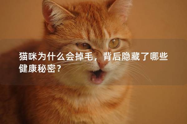 猫咪为什么会掉毛，背后隐藏了哪些健康秘密？