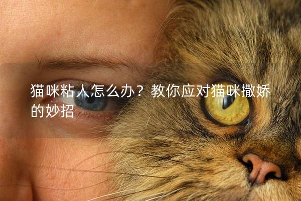 猫咪粘人怎么办？教你应对猫咪撒娇的妙招