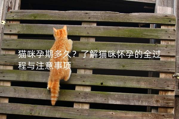 猫咪孕期多久？了解猫咪怀孕的全过程与注意事项