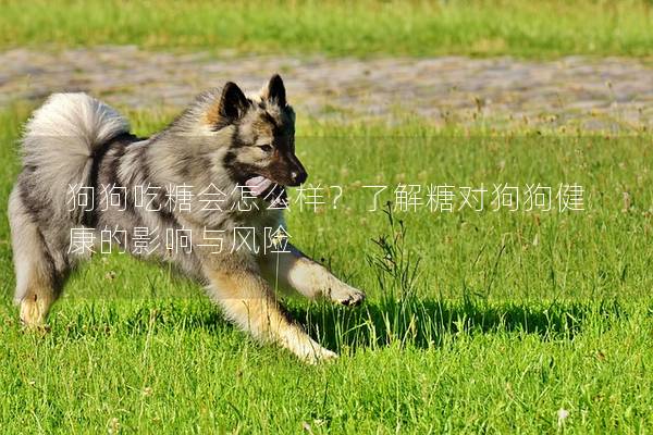 狗狗吃糖会怎么样？了解糖对狗狗健康的影响与风险