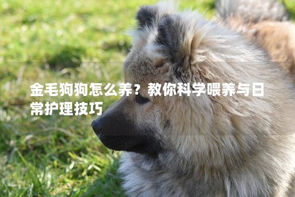 金毛狗狗怎么养？教你科学喂养与日常护理技巧