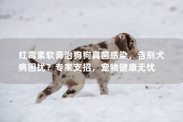 红霉素软膏治狗狗真菌感染，告别犬病困扰？专家支招，宠物健康无忧