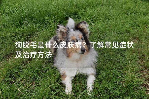 狗脱毛是什么皮肤病？了解常见症状及治疗方法