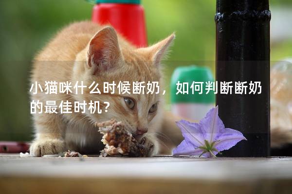 小猫咪什么时候断奶，如何判断断奶的最佳时机？