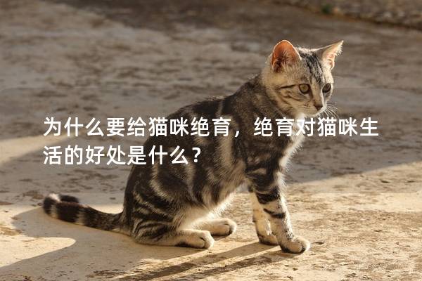 为什么要给猫咪绝育，绝育对猫咪生活的好处是什么？