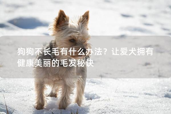 狗狗不长毛有什么办法？让爱犬拥有健康美丽的毛发秘诀