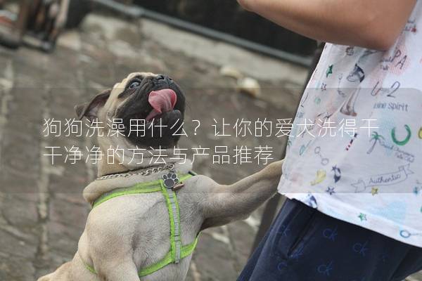 狗狗洗澡用什么？让你的爱犬洗得干干净净的方法与产品推荐