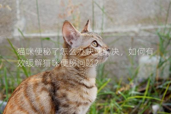 猫咪便秘了怎么办快速解决，如何有效缓解猫咪便秘问题？