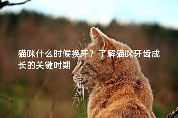 猫咪什么时候换牙？了解猫咪牙齿成长的关键时期